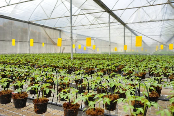 Cultivo de tomate: mudas cultivadas — Fotografia de Stock