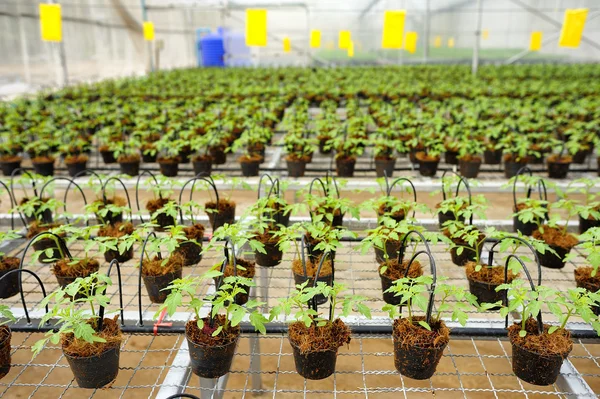 Tomato cultivation : cultured seedlings — Stock Photo, Image