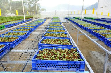 domates yetiştiriciliği: kültürlü fidan