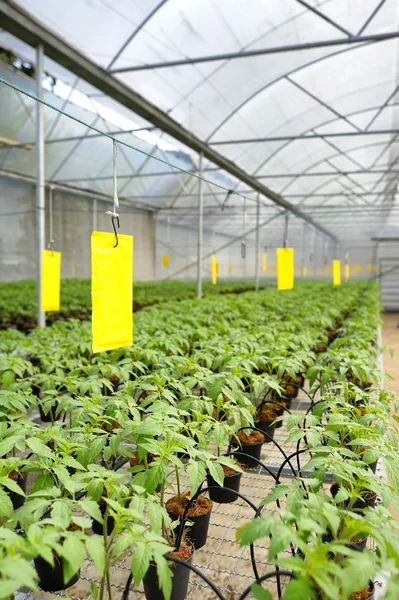 Tomato cultivation : cultured seedlings — Stock Photo, Image