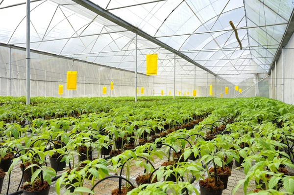 Tomato cultivation : cultured seedlings — Stock Photo, Image