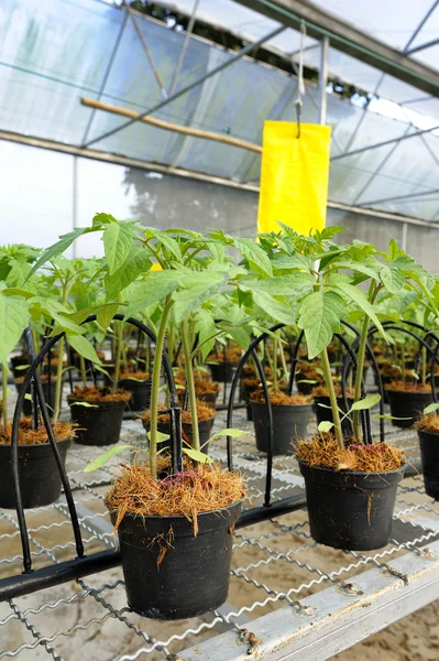 Cultivo de tomate: mudas cultivadas — Fotografia de Stock