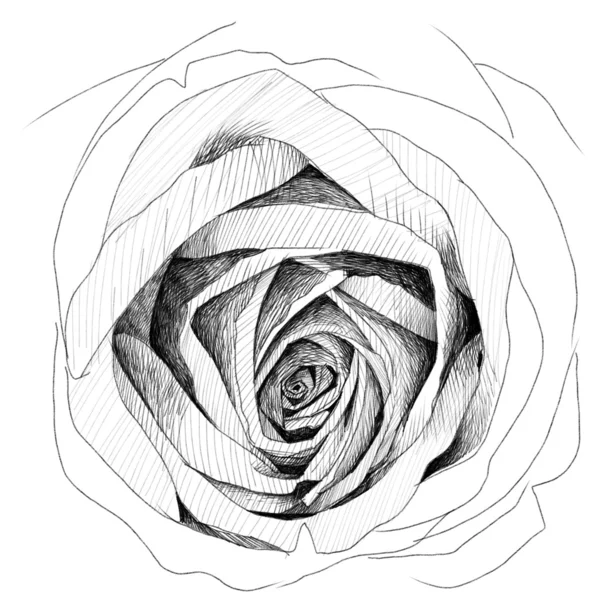 Róża: ołówek szkicownik — Zdjęcie stockowe