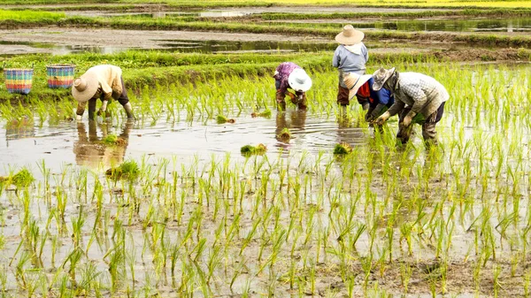 Tailandia agricultor —  Fotos de Stock