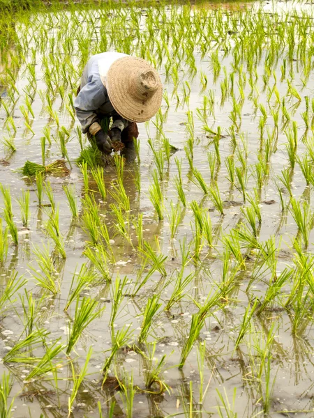Tailandia agricultor —  Fotos de Stock