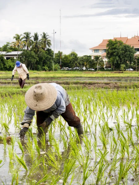 Thailand farmer — Stock Photo, Image