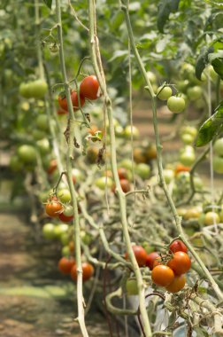 domates yetiştiriciliği