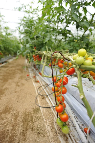 Cultivo de tomate — Fotografia de Stock