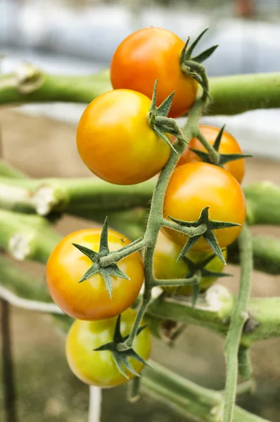 Cultivo de tomate — Fotografia de Stock