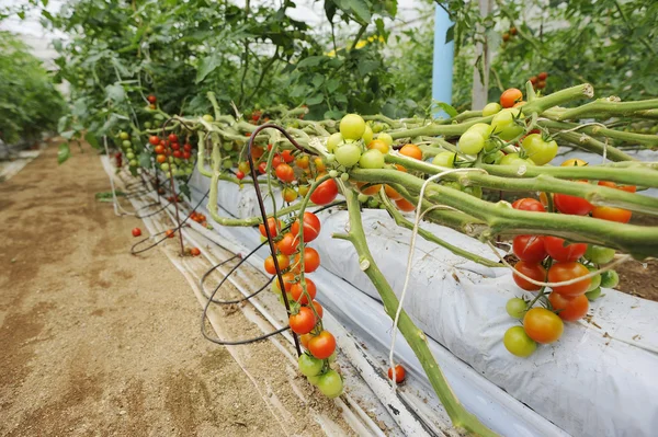 Tomatenanbau — Stockfoto