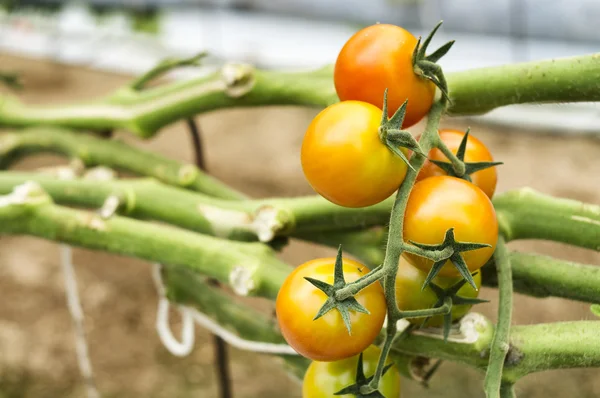 Cultivo de tomate — Fotografia de Stock