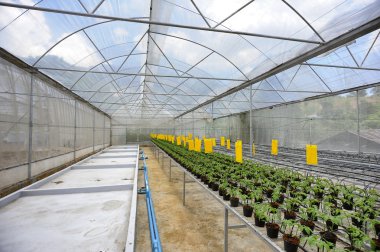 domates yetiştiriciliği