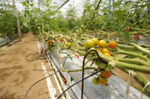 Cultivo de tomate — Foto de Stock