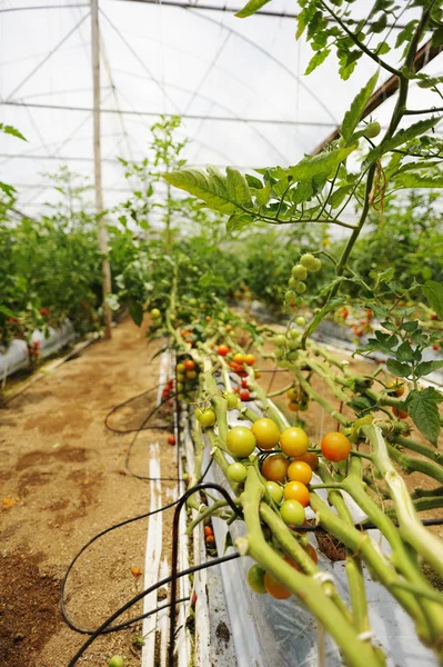 Cultivo de tomate —  Fotos de Stock