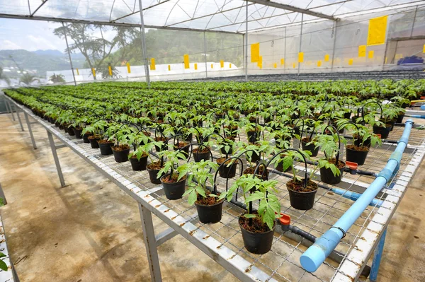 Tomato cultivation — Stock Photo, Image