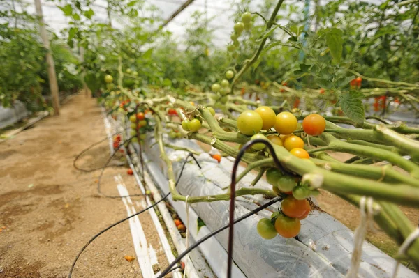 Tomatenanbau — Stockfoto