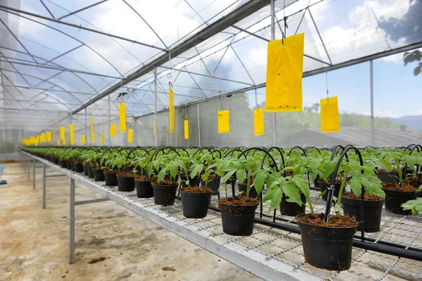 Cultivo de tomate — Fotografia de Stock