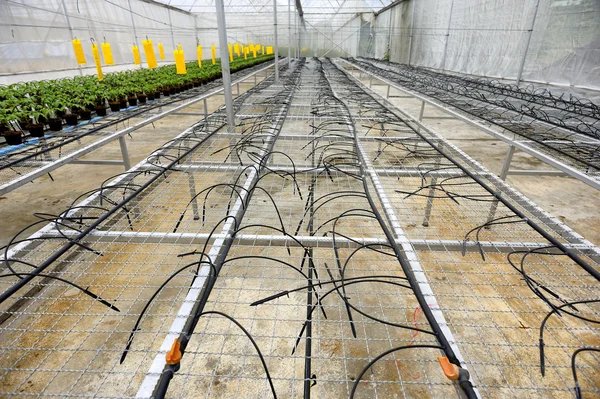 Tomato cultivation — Stock Photo, Image