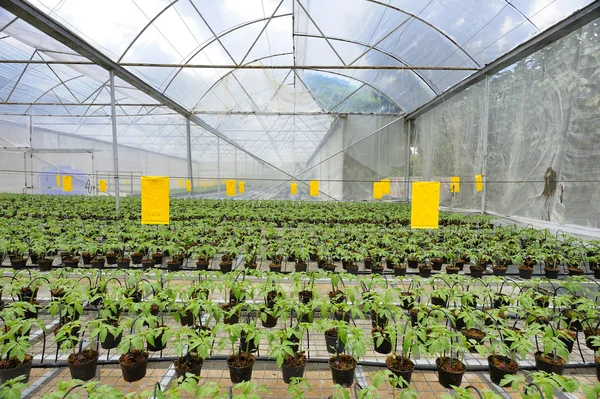 Tomato cultivation — Stock Photo, Image