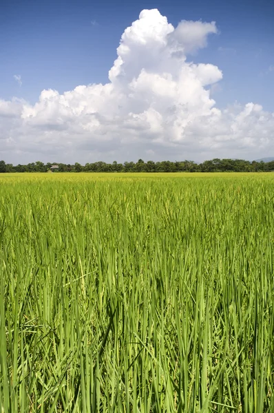 Ris fält thailand — Stockfoto