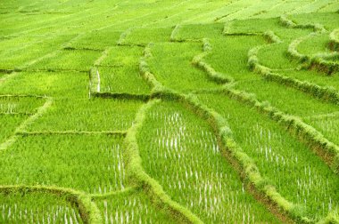 pirinç alan içinde chiangmai, Tayland