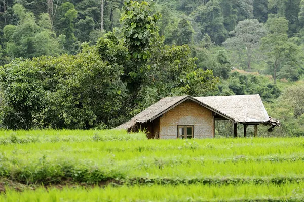 Reisfeld und Haus in Chiangmai, Thailand — Stockfoto