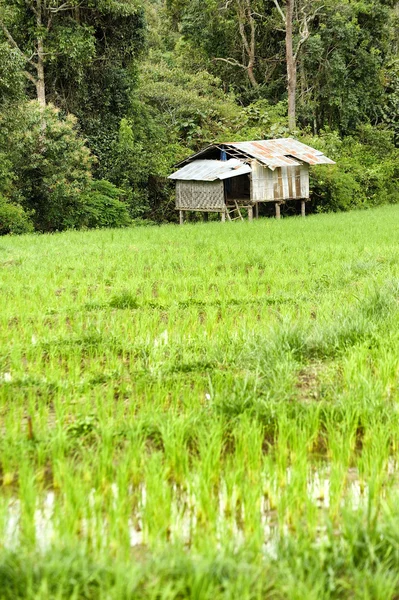 Pola ryżu i dom w chiangmai, Tajlandia — Zdjęcie stockowe