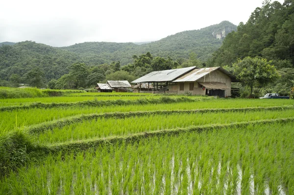 Câmpul de orez din Chiangmai, Thailanda — Fotografie, imagine de stoc