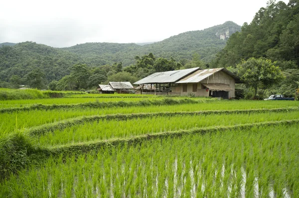 Campo de arroz em Chiangmai, Tailândia — Fotografia de Stock