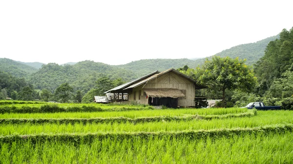 Campo de arroz em Chiangmai, Tailândia — Fotografia de Stock