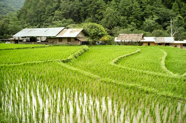 Reisfeld in Chiangmai, Thailand — Stockfoto