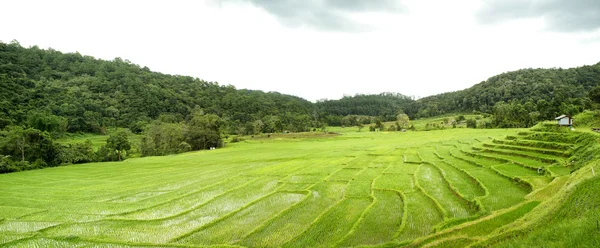 在清迈，泰国稻田 — 图库照片