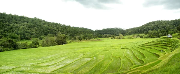 Rizs mező chiangmai, Thaiföld — Stock Fotó