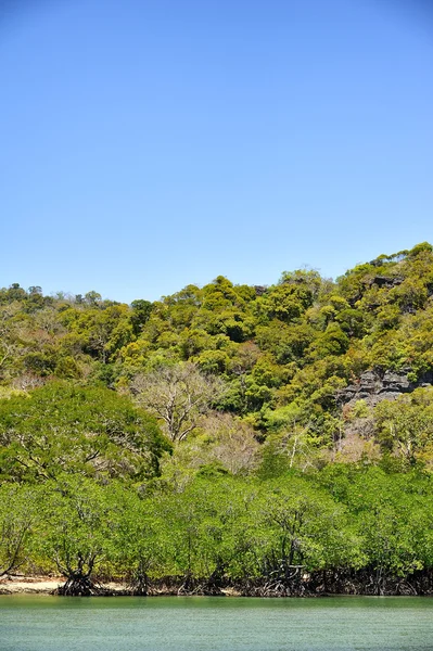 Mangrove forest : Thailand — Stock Photo, Image