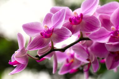güzel orkide çiçek