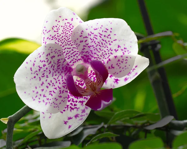 Bellissimo fiore di orchidea — Foto Stock