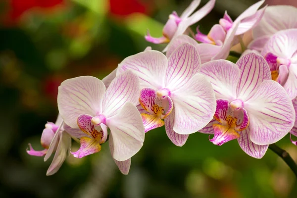 Schöne Orchideenblume — Stockfoto