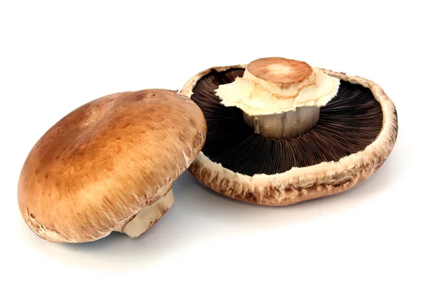 Білий гриб Стокова Картинка