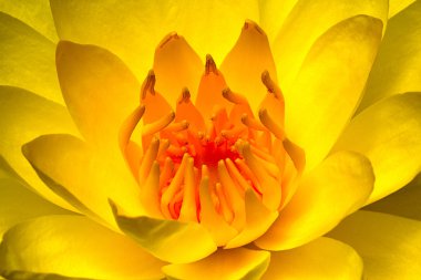 güzel sarı nilüfer yakın çekim