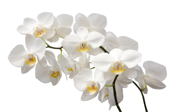 Bellissimo fiore di orchidea — Foto Stock