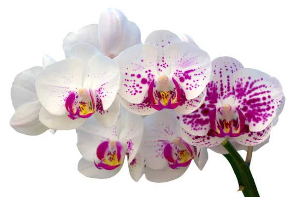 Гарний квітка орхідеї Стокове Зображення