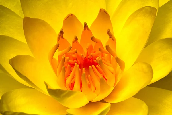 Красивая жёлтая лилия крупным планом Стоковое Фото