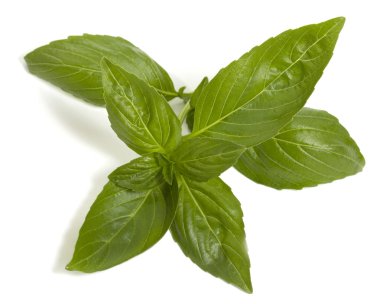 Beyaz arkaplanda taze fesleğen