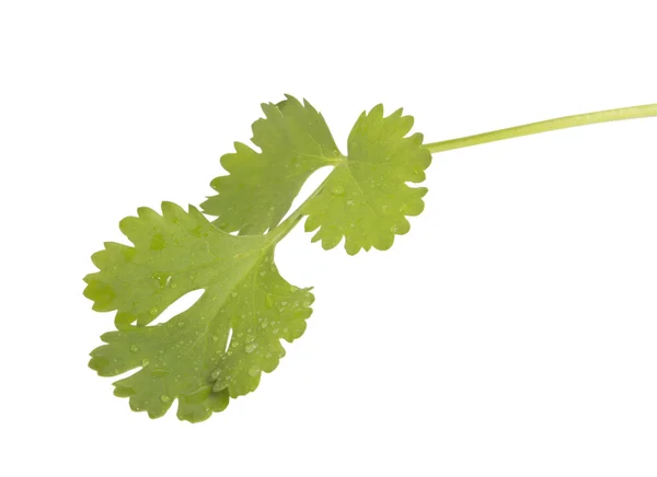 Fresh coriander leaves — Stock Photo, Image