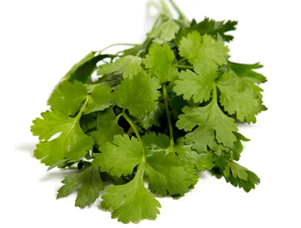 Fresh coriander leaves — Stock Photo, Image