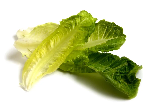 Färska bladen av sallad — Stockfoto