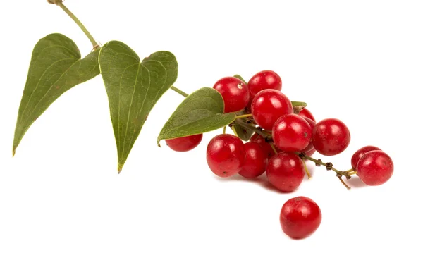 Rote Beeren isoliert auf weißen — Stockfoto