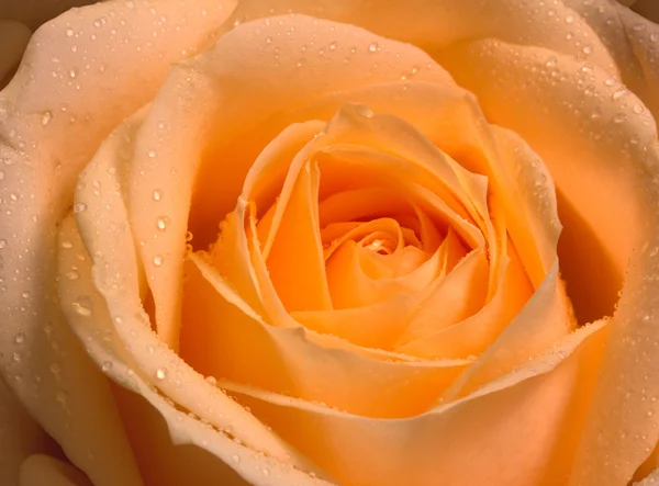 Yellow rose — Stock Photo, Image