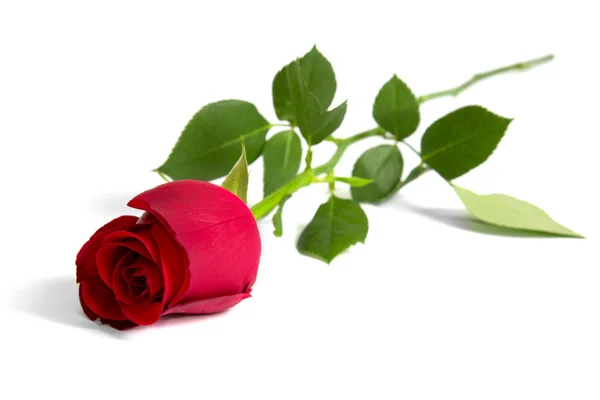 Красная роза Стоковое Изображение