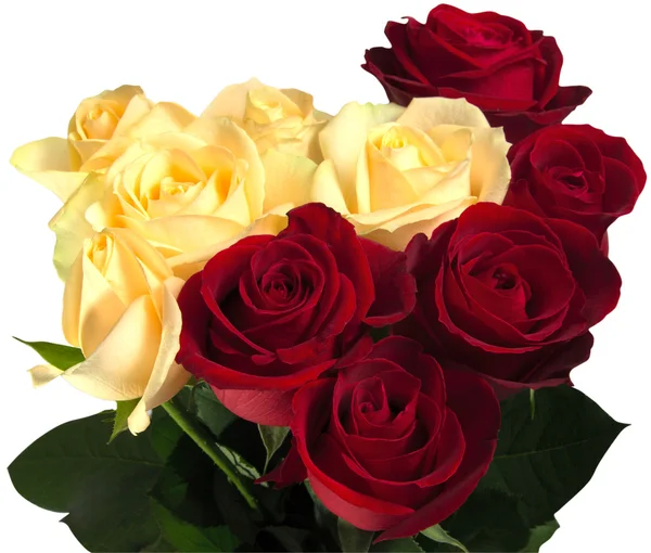 Hermosas rosas rojas y amarillas Imagen de stock